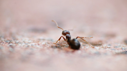 Black garden ants macro shot
