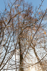 Branches of a tree in the snow