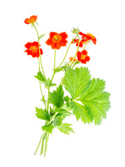 Garden summer flower Geum rivale isolated on white background. 