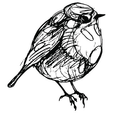 recommend clip art: Hand drawn linear sketch of a European robin bird. (Erithacus rubecula). Black and white doodle ink silhouette.