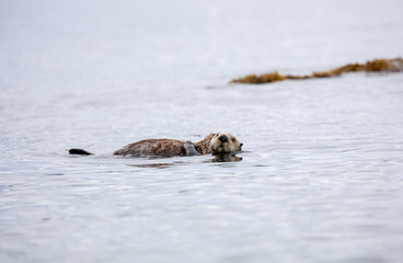 Sea otter floating on the water