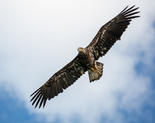Fototapeta premium Juvenile bald eagle soaring