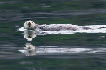 Sea Otter swimming in the sea