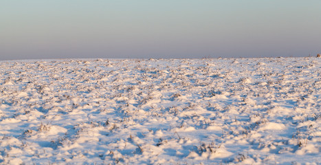 Grass under the snow