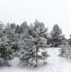 Trees in the forest in winter