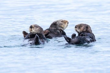 Sea Otters swimming in the sea