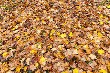 The fallen maple leaves