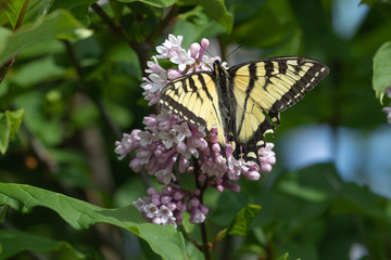 Swallowtail butterfly on a lilac bloom