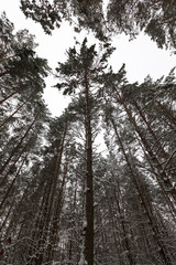 Trees in the forest in winter
