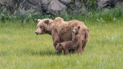 Fototapeta premium Mother Brown Bear (Ursus arctos) and cubs