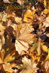 Obraz premium The fallen maple leaves