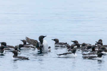 Raft of Common Murres on the sea