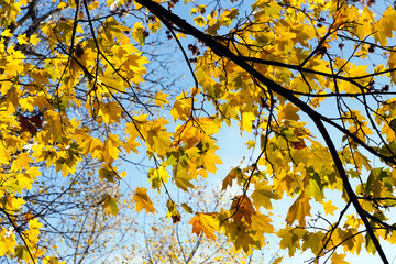 yellowed maple trees in autumn