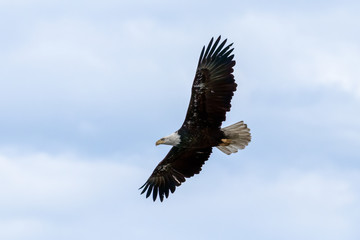 Fototapeta na wymiar Bald Eagle flying with wings spread
