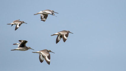 Willets flying with wings spread