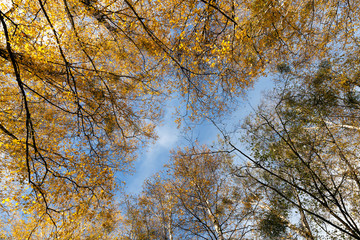 Fototapeta premium Yellowed birch leaves