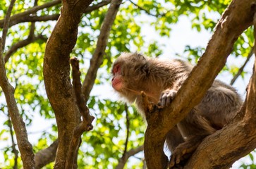 Monkey climbing in the trees.