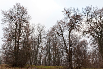 bare trunks of trees in the park