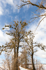 Snow drifts in winter