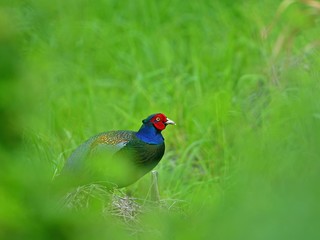 木陰から覗き見するキジ