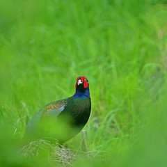木陰から覗き見するキジ