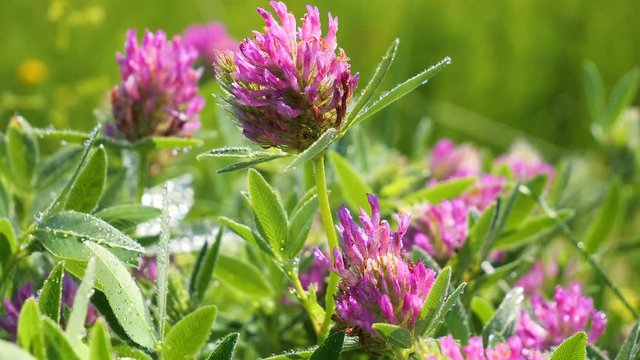 Clover flowers in the summer field