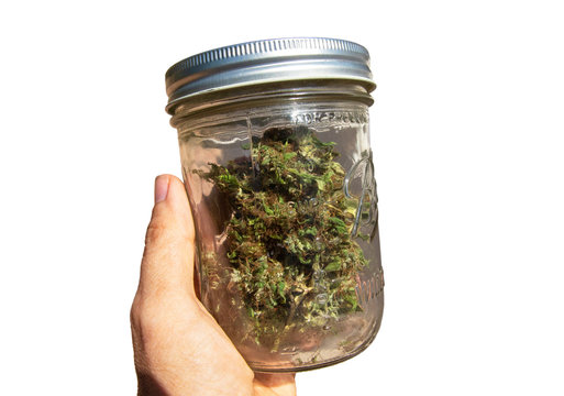 Female hand holding a jar with cured cannabis buds