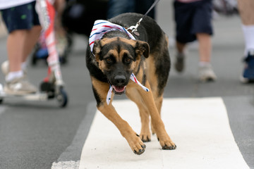 Patriotic German Shepard dog dressed in red white and blue bandana while celebrating 4th July holiday on city street.