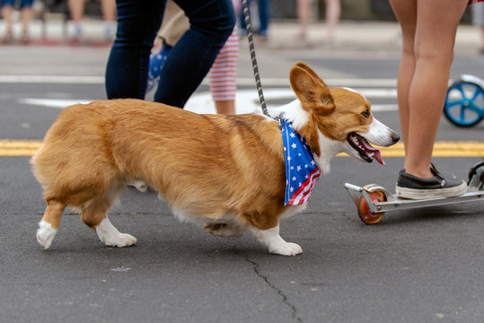 Patriotic Corgy dog dressed in red white and blue bandana while celebrating 4th July holiday on city street.