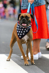 Patriotic brown Boxer dog dressed in red white and blue bandana while celebrating 4th July holiday...