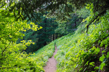 A narrow path leads into a peaceful mountain clearing in a lush green pacific temperate rain forest.