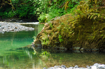 A slow peaceful mountain river meanders through a lush green pacific temperate rain forest.