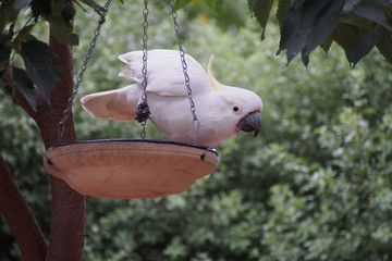 A sulphur-crested cockatoo climbing on a bird feeder