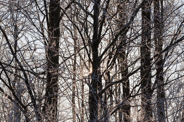 Obraz premium Winter time