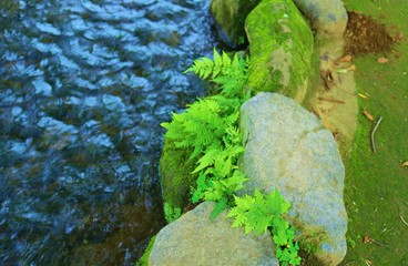 風景　川　シダ　苔　茨城