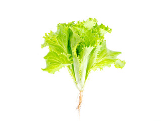 leafy green salad isolated on white. Photo