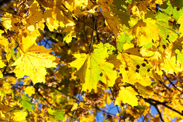 yellowed maple trees in autumn