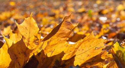 The fallen maple leaves