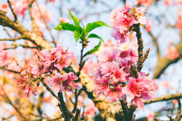 Spring tree with pink cherry flowers. Flowers Detail.