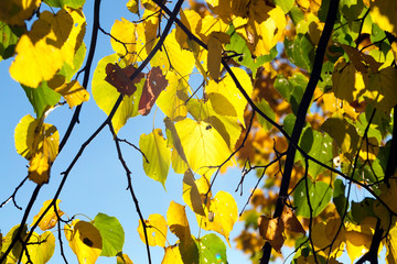 linden tree in autumn