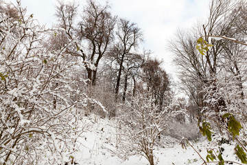 snow-covered trees and bushes