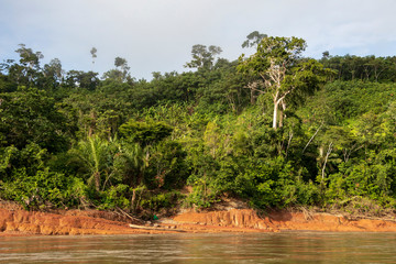 River floating through green Rainforest, Bolivia, Madidi National Park at golden hour