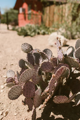 Fototapeta premium purple cactus in the desert sun