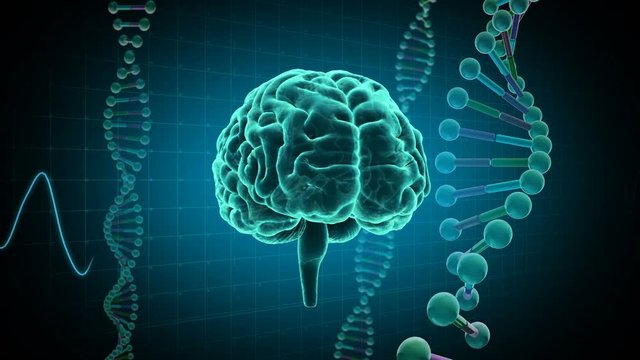 Brain human body anatomy DNA life science concept image