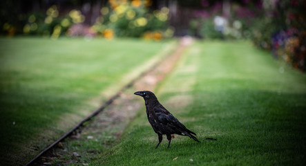 crow in garden