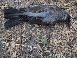 Dead bird body in the park ground