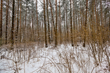 The forest in winter