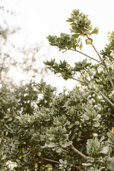 succulent tree on a bright day