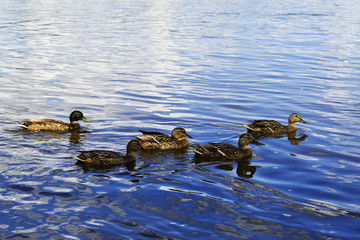 ducks in pond