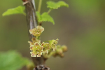 Ribes spicatum, a species of currants, with flowers